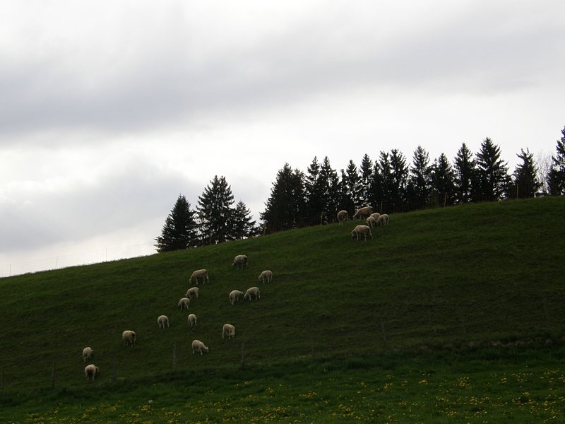 Schafherde in der Dmmerung