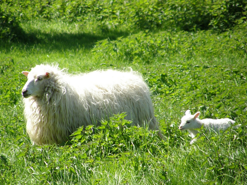 Moorschnucke mit Lamm