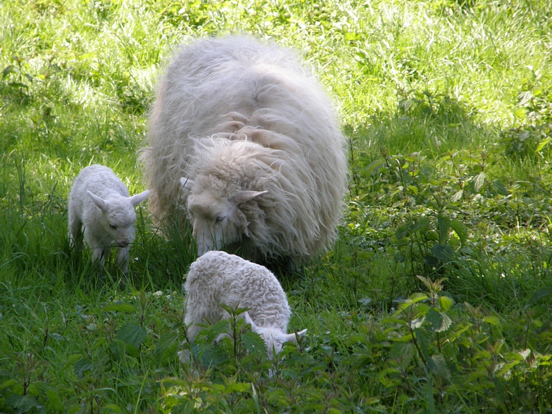 Zwei Lmmer mit Mutter im Schatten