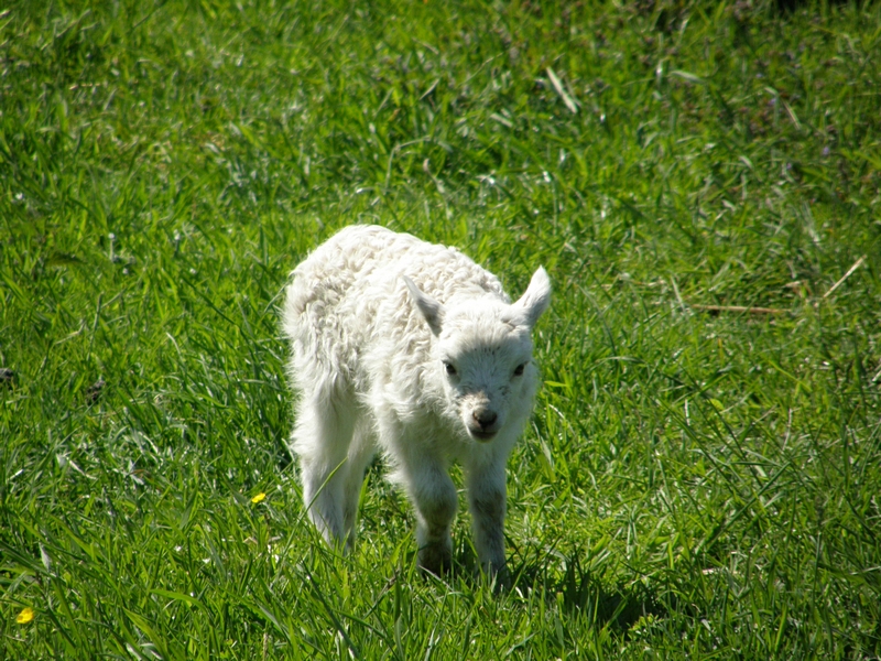 Lamm in der Sonne