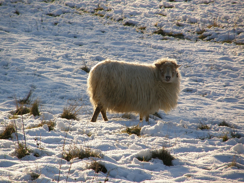 Moorschnucke im Gegenlicht