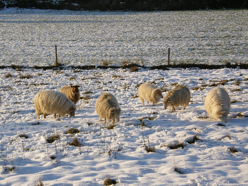 Moorschnucken im Schnee