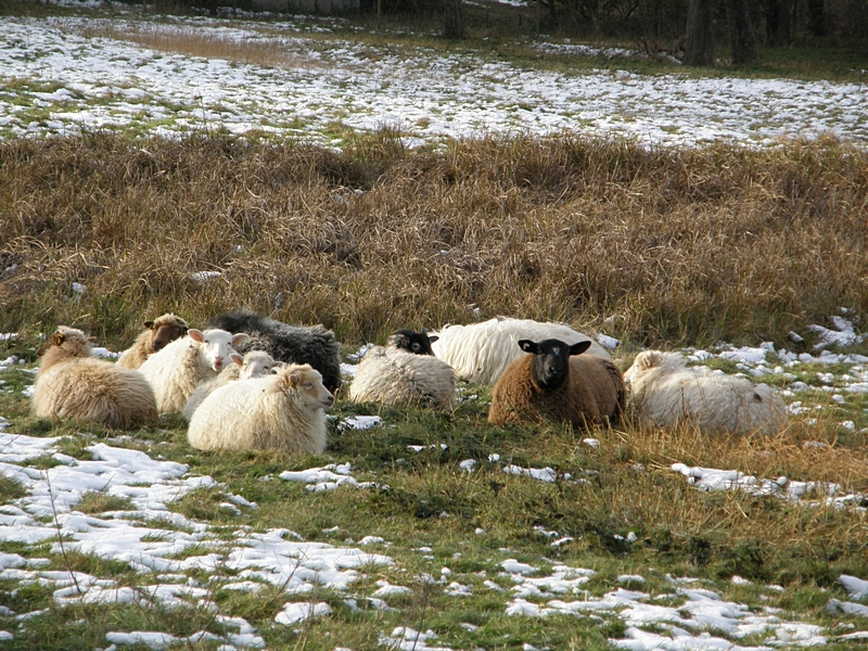 Moorschnuckenherde