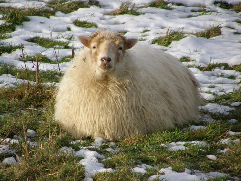 Moorschnucke liegend