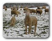 Schafherde auf Schneewiese