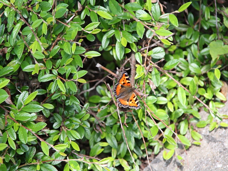 Kleiner Fuchs in Hecke