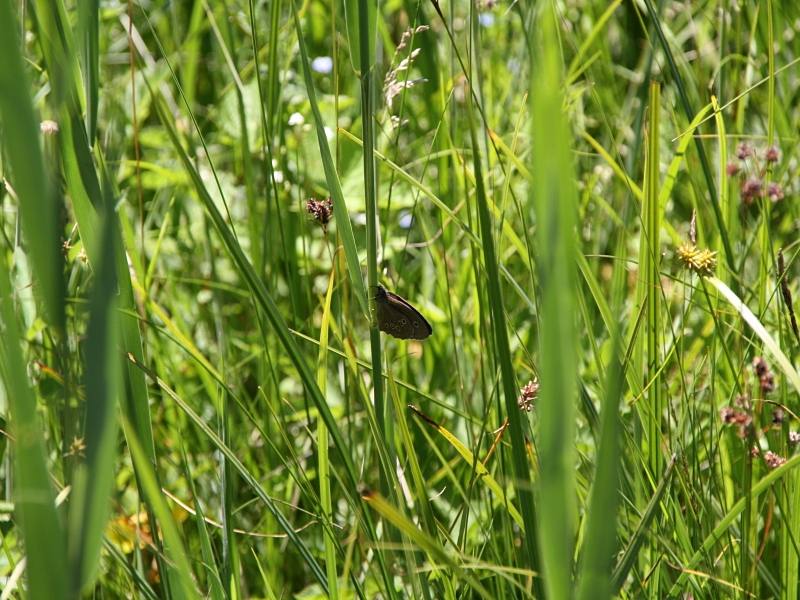 Schornsteinfeger an Grashalm