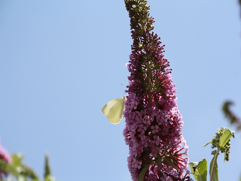 Weiling an Sommerflieder