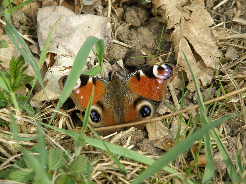 Tagpfauenauge im Gras