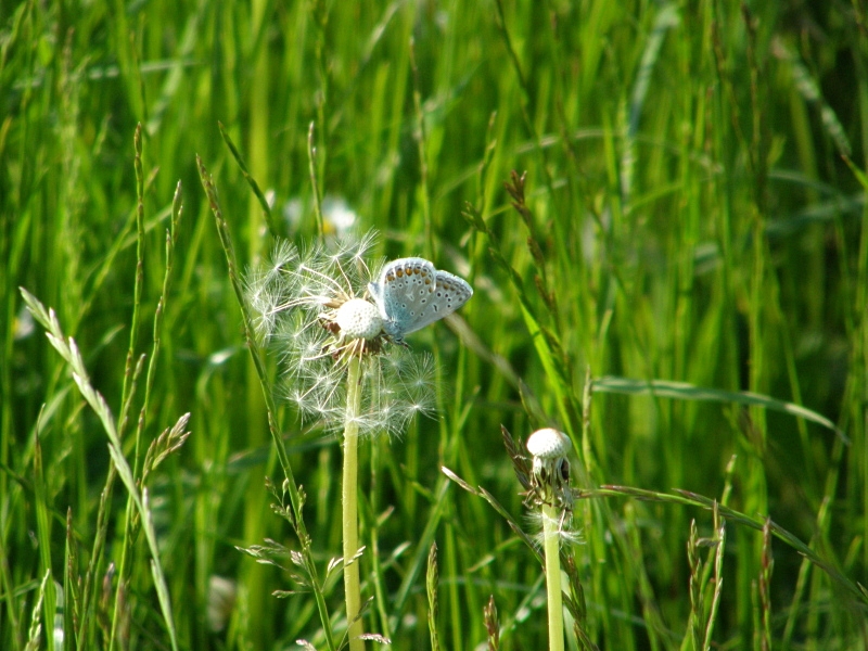 Bluling auf Lwenzahn