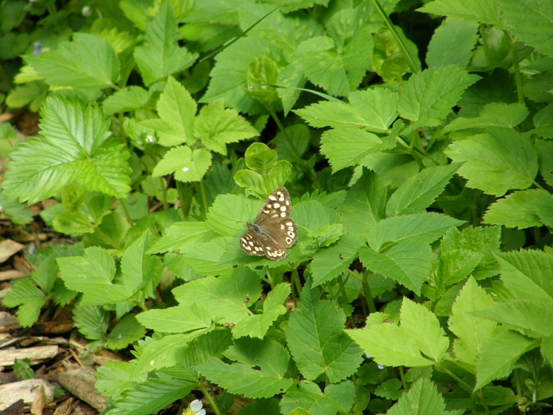 Waldbrettspiel