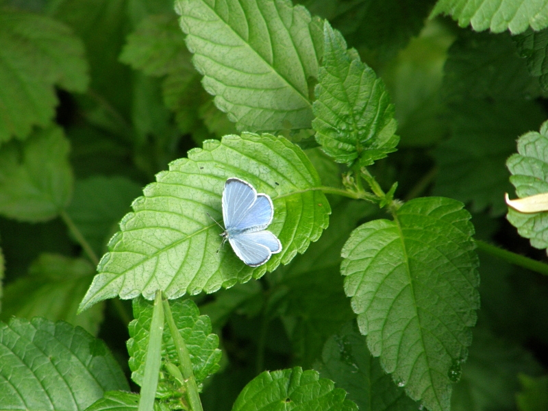 Bluling mit ausgebreiteten Flgeln