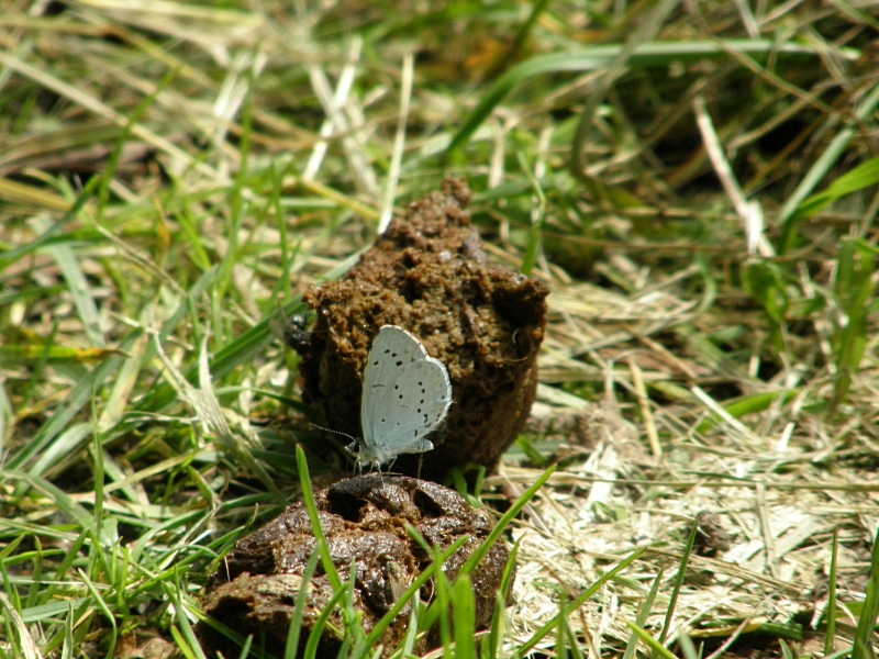 Bluling an Tierkot