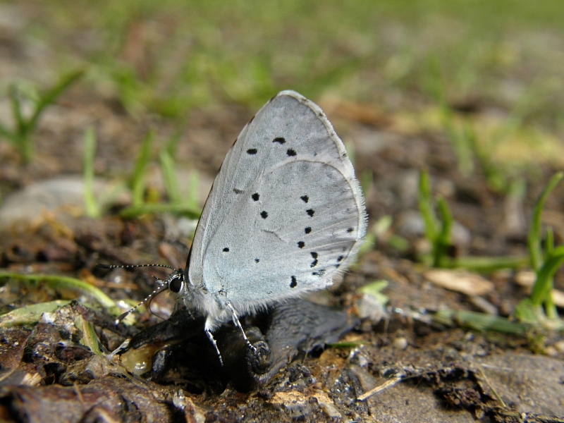 Faulbaum-Bluling