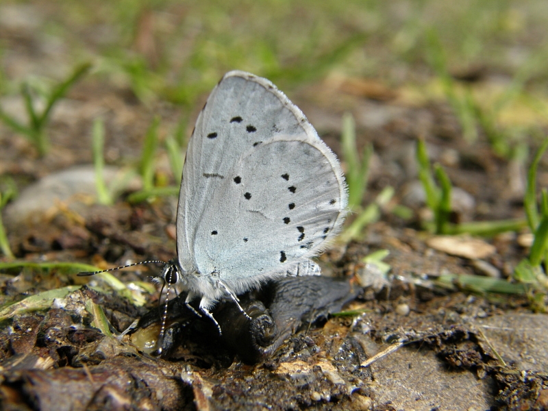 Faulbaum-Bluling auf Schneckenkadaver