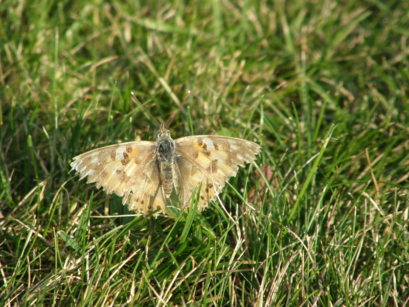 Abgeflogener Distelfalter