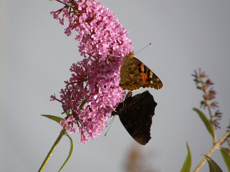 Schmetterlinge an Flieder