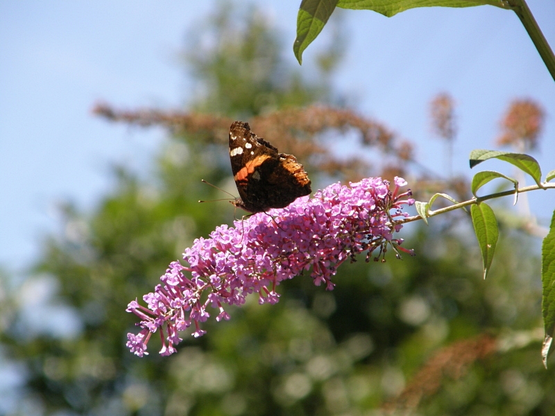 Admiral an Sommerflieder