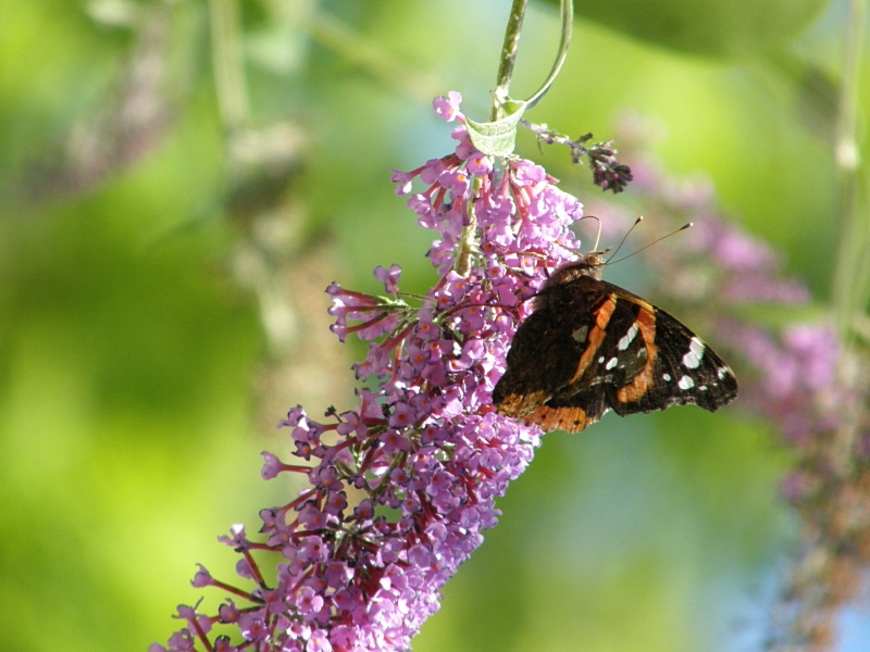 Admiral an Sommerflieder