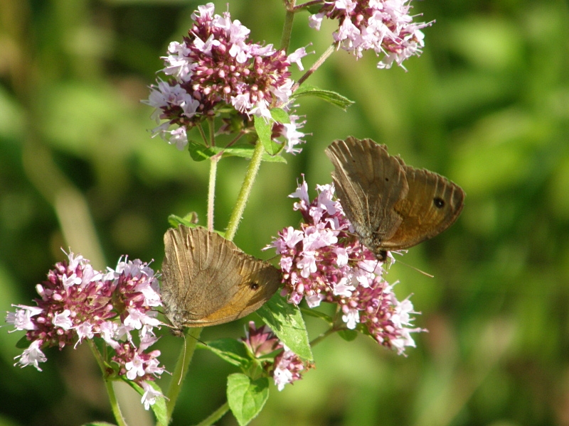 Rotbraunes Wiesenvgelchen