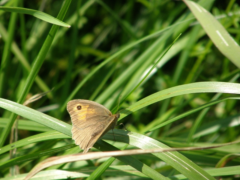 Rotbraunes Wiesenvgelchen