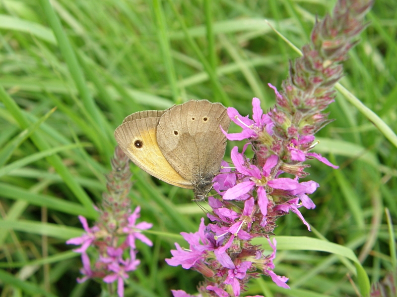 Rotbraunes Wiesenvgelchen