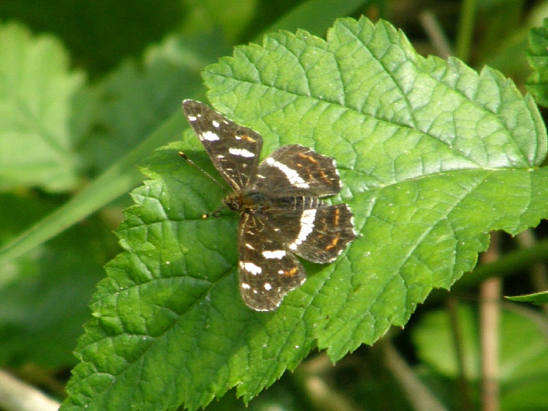 Landkrtchen (2. Generation)