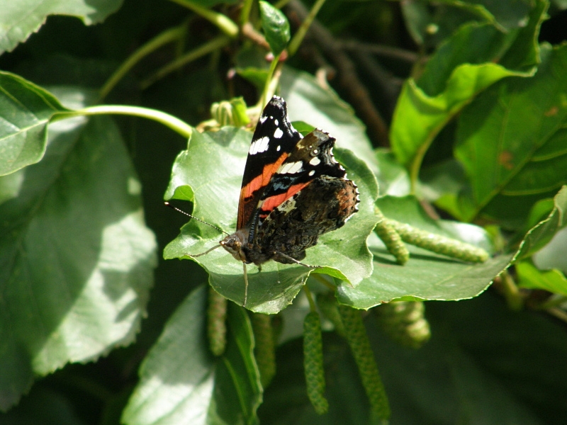 Admiral auf Blatt