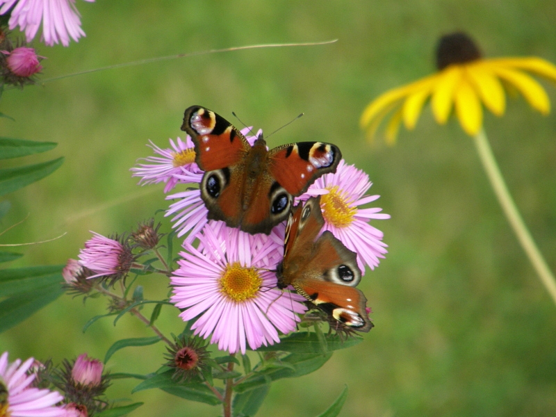 Falter im Herbst