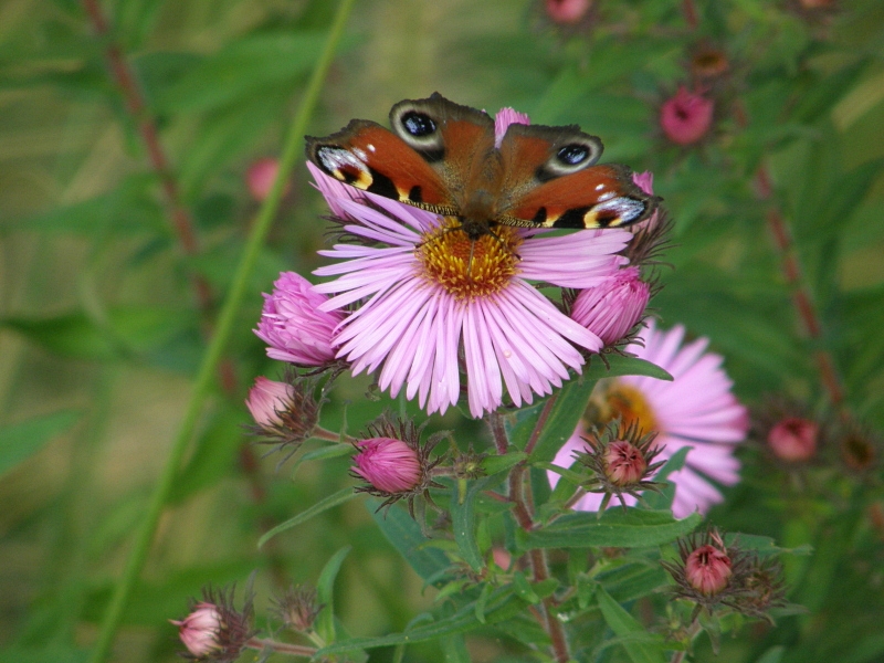 Tagpfauenauge auf Aster