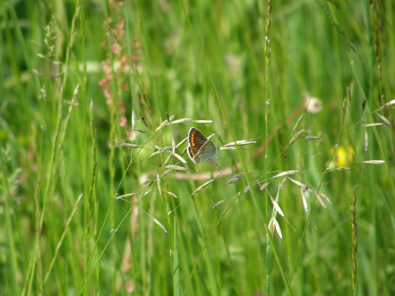 Bluling in Wiese