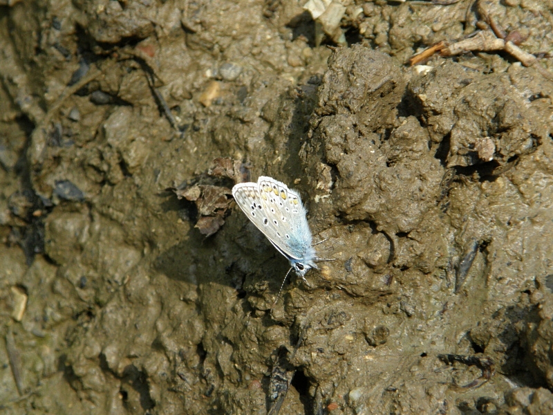 Bluling auf Lehm