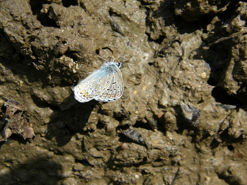 Ginster-Bluling