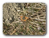 Kleiner Fuchs im Februar