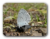 Faulbaum-Bluling auf Schneckenkadaver