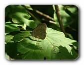 Schornsteinfeger auf Blatt