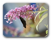 Schmetterling unter Blte, geschlossen