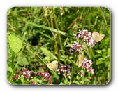 Rotbraunes Wiesenvgelchen