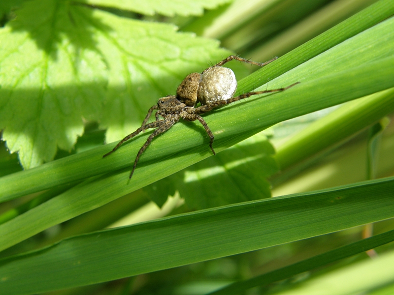 Spinne im Schilf