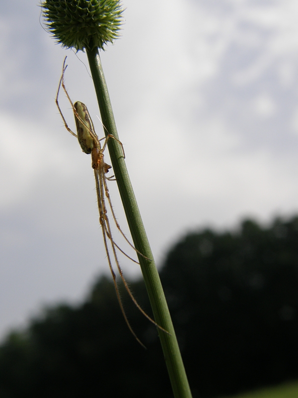 Spinne am Grashalm