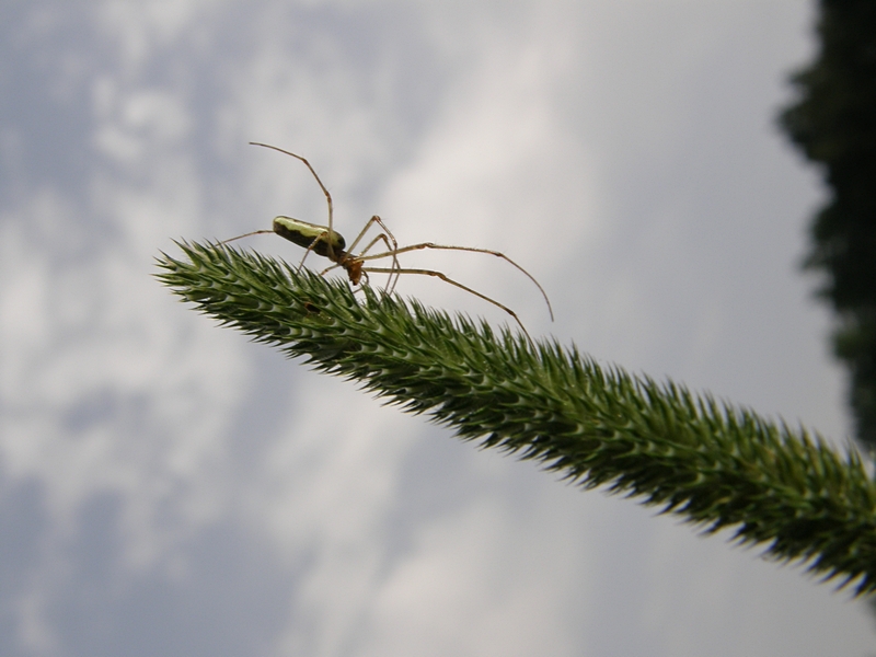 Spinne auf Dolde