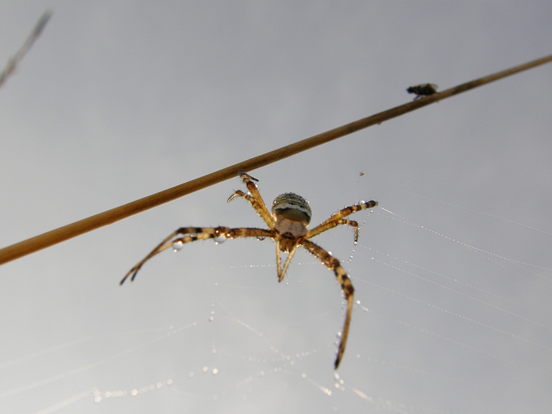 Spinne von unten