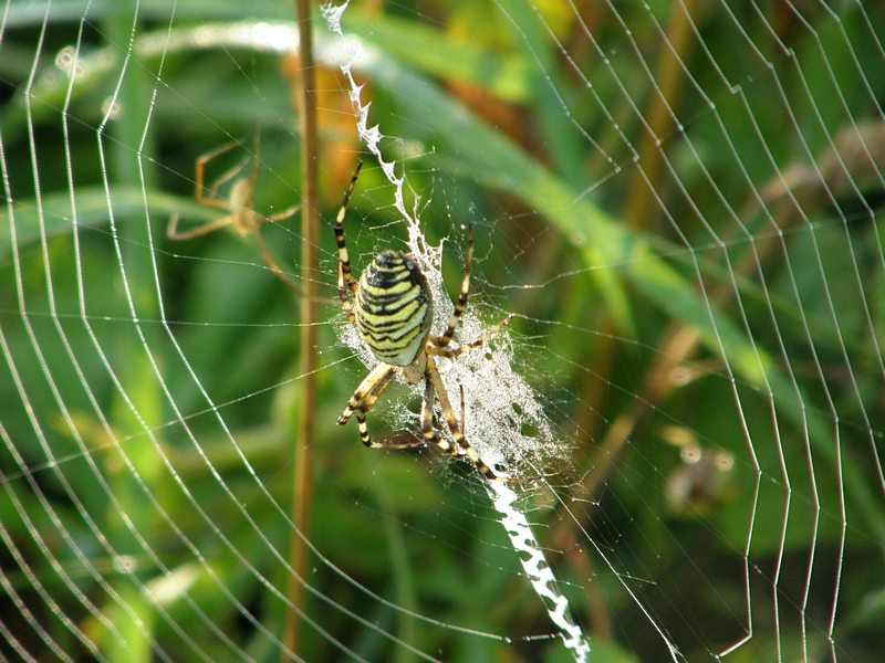 Spinnennetz