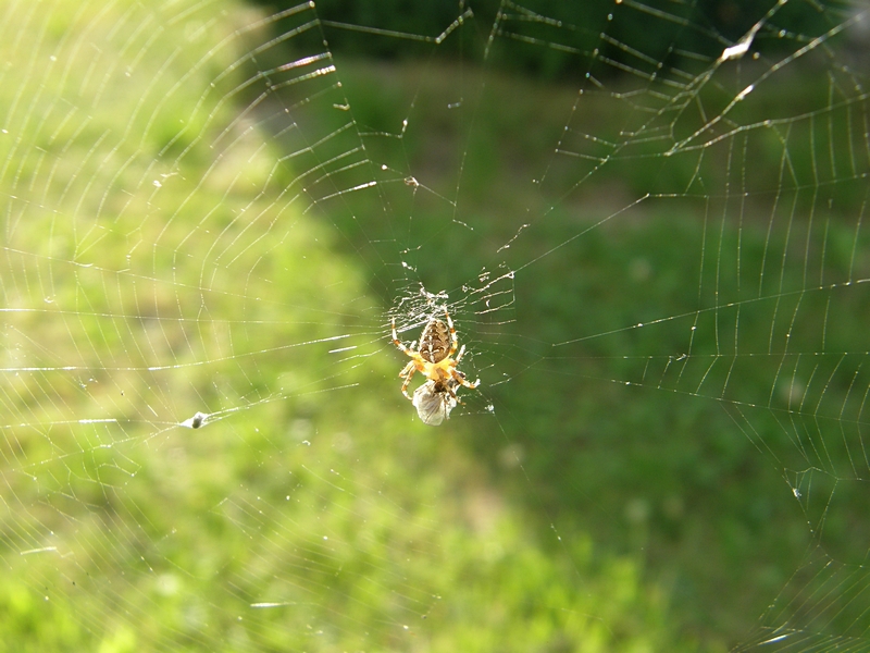 Spinne beim Jagen