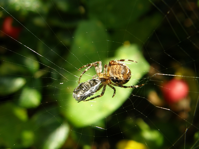 Kreuzspinne mit Opfer