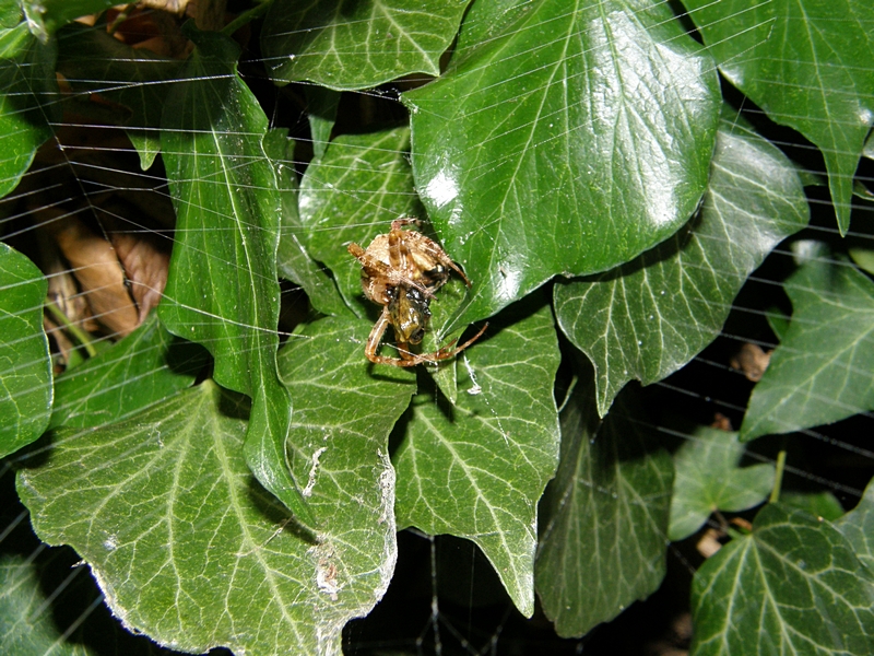 Kreuzspinne vor Blttern