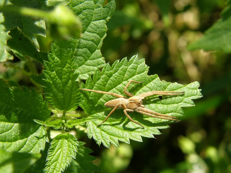 Spinne im Wald