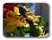 Kreuzspinne mit ausgesaugtem Opfer