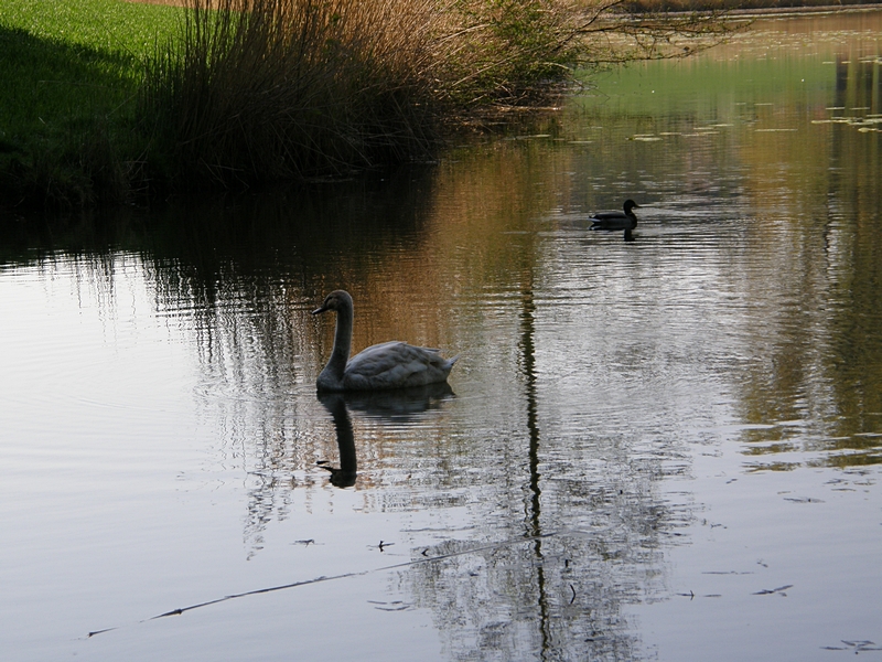 Schwan am Lanzenreuter Weiher