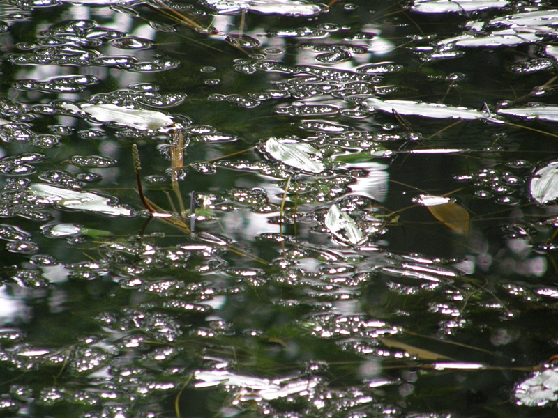 Kruscht auf dem Wasser